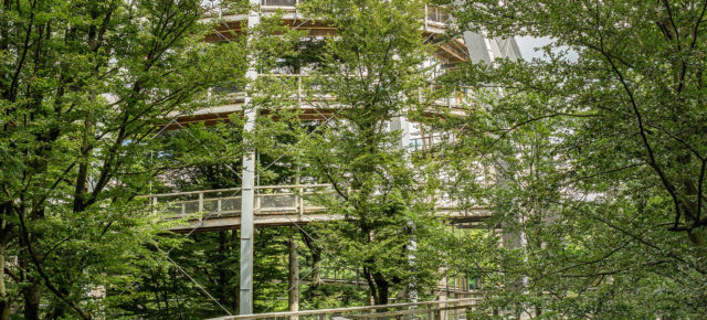Baumwipfelpfade in Deutschland: Die 11 schönsten Baumkronenwanderungen