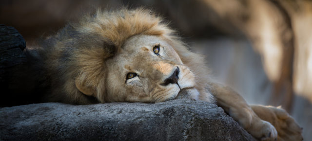 München erleben: 2 Tage im sehr guten 3* Hotel inkl. Frühstück & Eintritt in den Tierpark Hellabrunn 69€