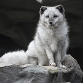 Hellabrunn Zoo Polarfuchs