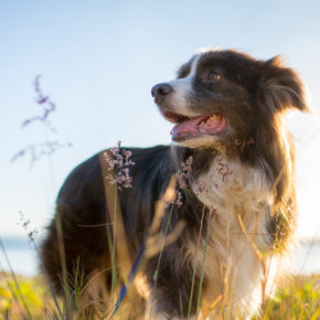 Dänemark mit Hund: Anreise, Informationen & beliebte Reiseziele mit Euren Vierbeinern