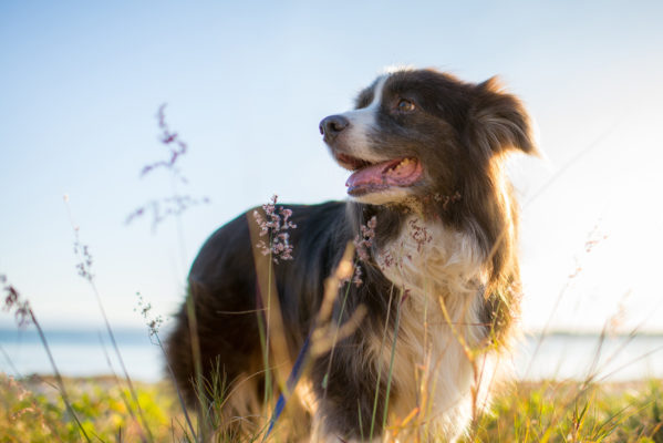 Hund Dünen