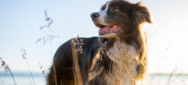 Dänemark mit Hund: Anreise, Informationen & beliebte Reiseziele mit Euren Vierbeinern