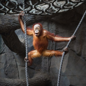 Leipzig Zoo Affe