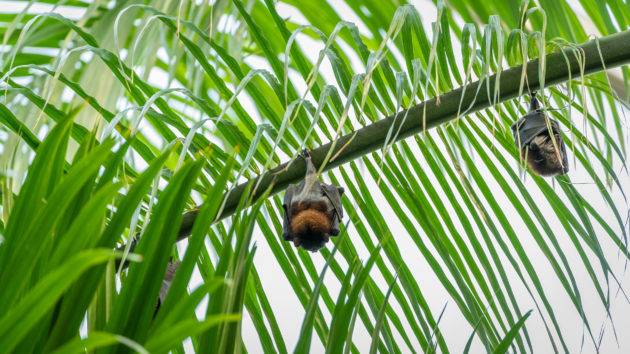 Leipzig Zoo Fledermäuse