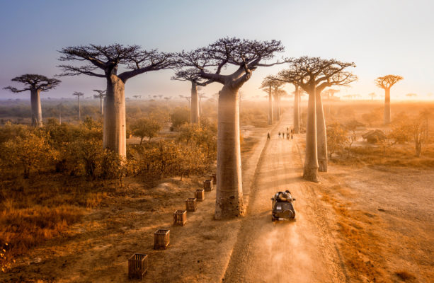 Madagaskar Baobad Bäume