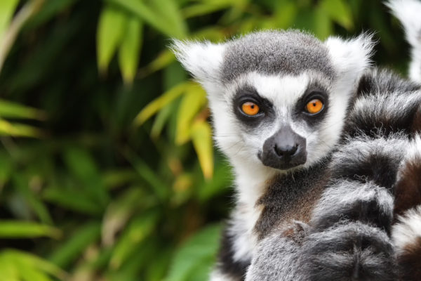 Madagaskar Lemur