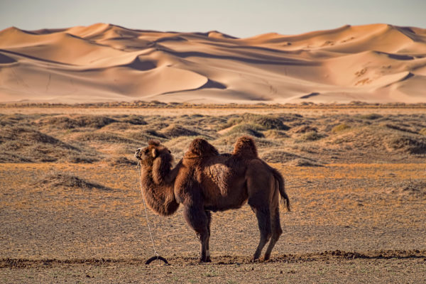 Mongolei Kamel Wüste