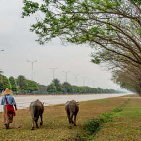 Myanmar Naypyidaw Büffel