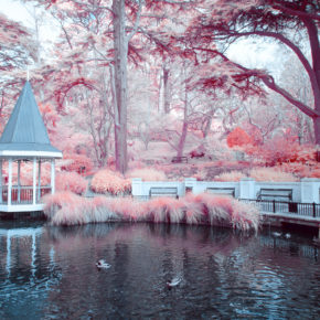 Neuseeland Wellington Botanischer Garten