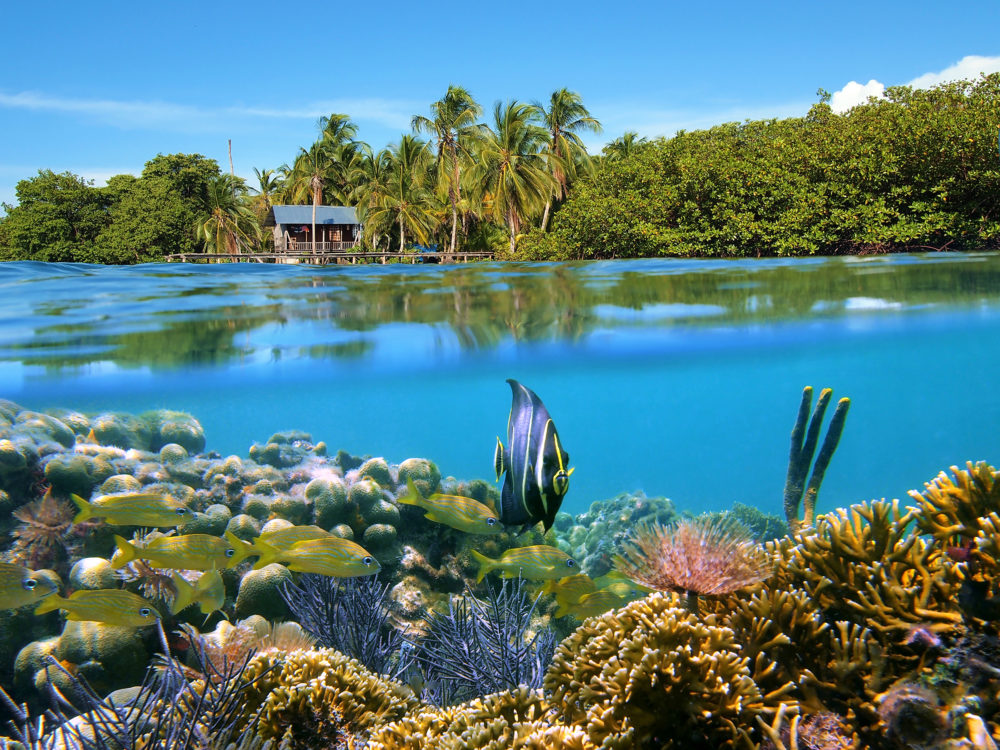 Panama Bocas del Toro Korallen