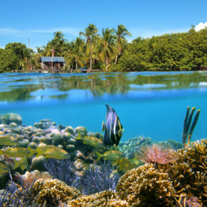 Panama Bocas del Toro Korallen