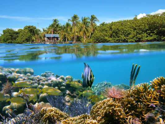 Panama Bocas del Toro Korallen
