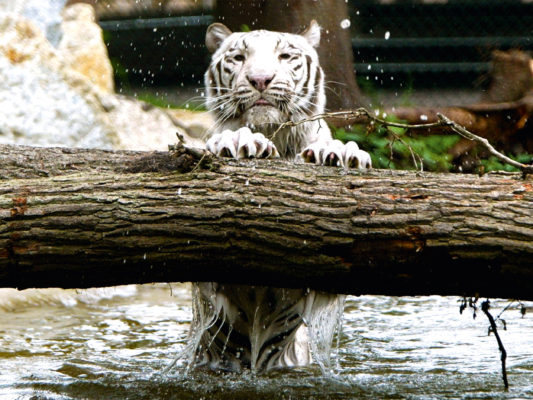 Serengeti Park Weißer Tiger