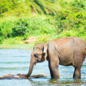 Elefantenreiten im Urlaub: Einmaliges Erlebnis oder absolutes Tabu?