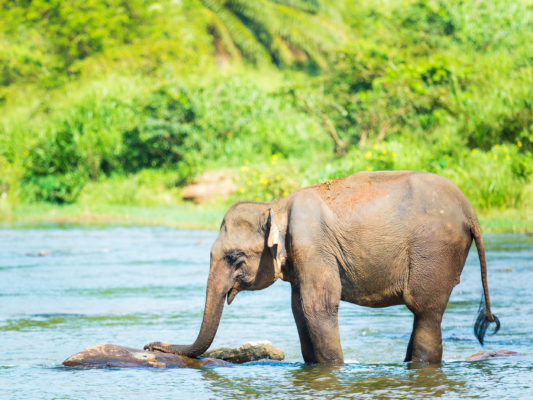Sri Lanka Elefantenbaby