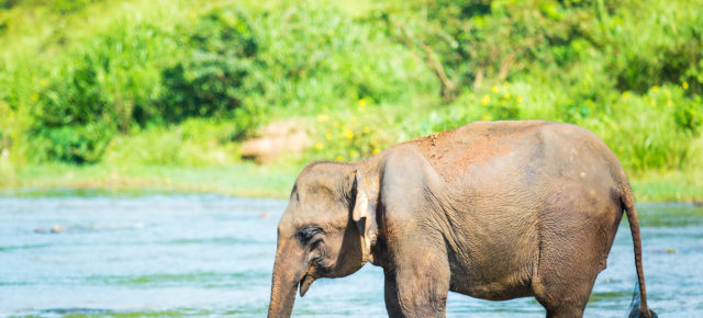 Sri Lanka: 11 Tage mit TOP Unterkunft in Strandnähe & Flug nur 518€
