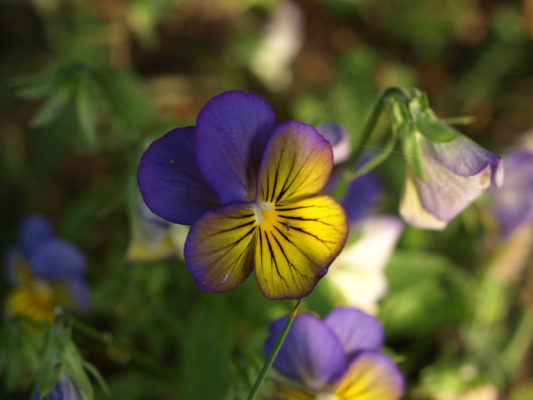 Usedom Botanischer Garten