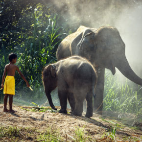 Vietnam Elefanten