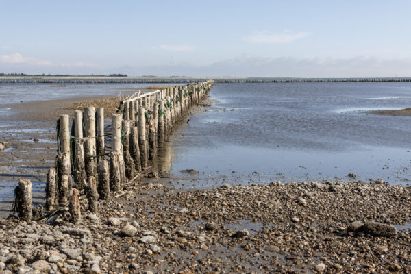 Dänemark Jütland Vadehavet