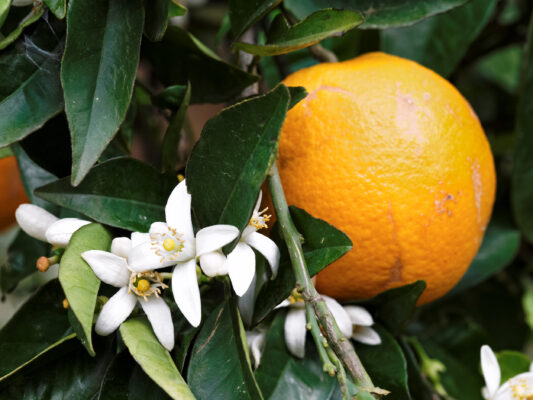 griechenland kreta orange