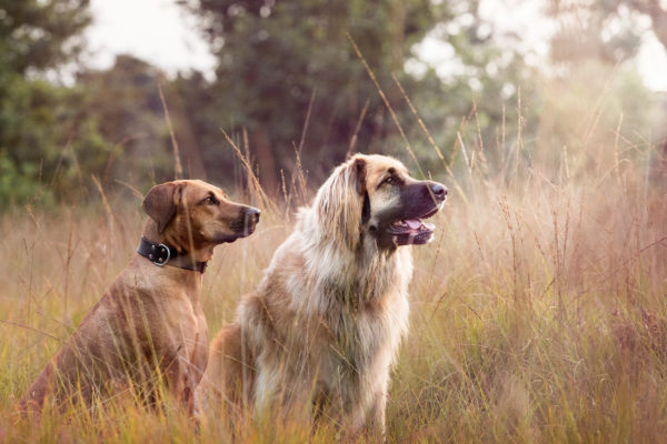 Hunde Gras Wiese