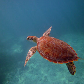 Schon bald in die Karibik: [ut f="duration"] Tage Curaçao mit luxuriösem [ut f="stars"]* Hotel am Strand, [ut f="board"], Flug & Transfer für [ut f="price"]€