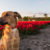 Niederlande Hund Tulpen Wiese