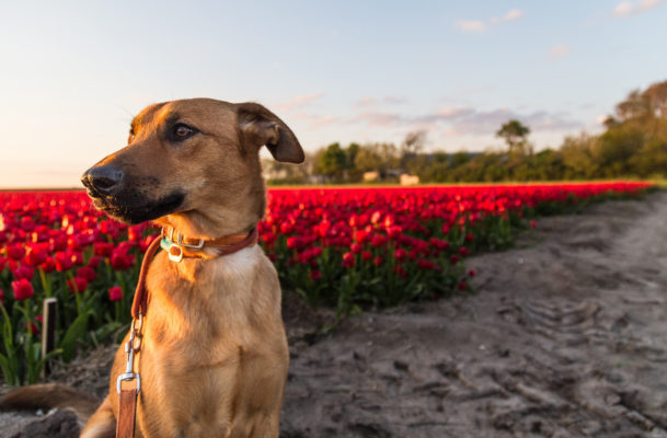 Niederlande Hund Tulpen Wiese