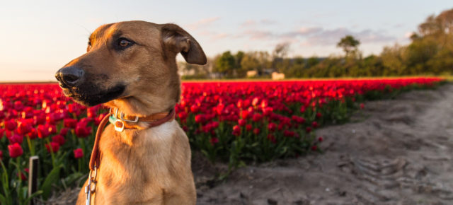 Reiseguide für Holland mit Hund: Tipps, Hundestrände & Ferienhäuser
