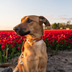 Reiseguide für Holland mit Hund: Tipps, Hundestrände & Ferienhäuser