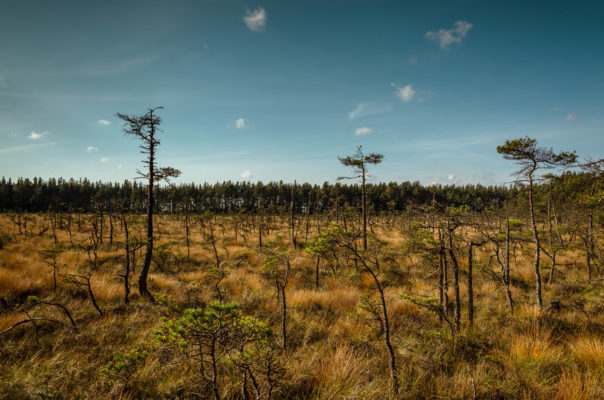 Schweden Store Mosse Nationalpark