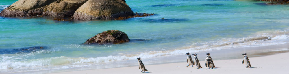 Südafrika Kapstadt Pinguin Strand Panorama