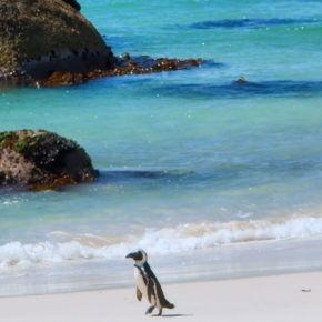 Südafrika: Hin- & Rückflüge für 15 Tage Johannesburg oder Kapstadt ab nur 519€