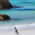 Südafrika Kapstadt Pinguin Strand Panorama