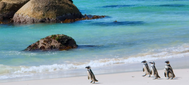 Südafrika: Hin- & Rückflüge für 15 Tage Johannesburg oder Kapstadt ab nur 519€