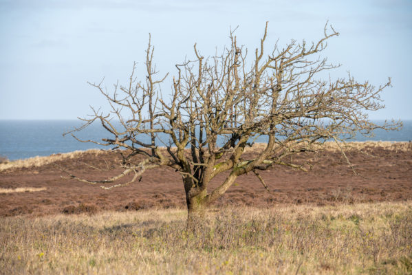 Deutschland Sylt Braderuper Heide