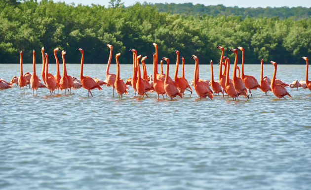 Kuba Cienfuegos Laguna Guanaroca Flamingos