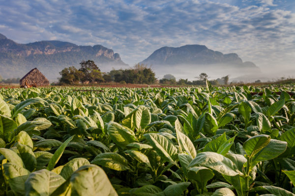 Kuba Havanna Tabak Plantage