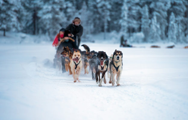 Norwegen Tromso Hundeschlittenfahrt