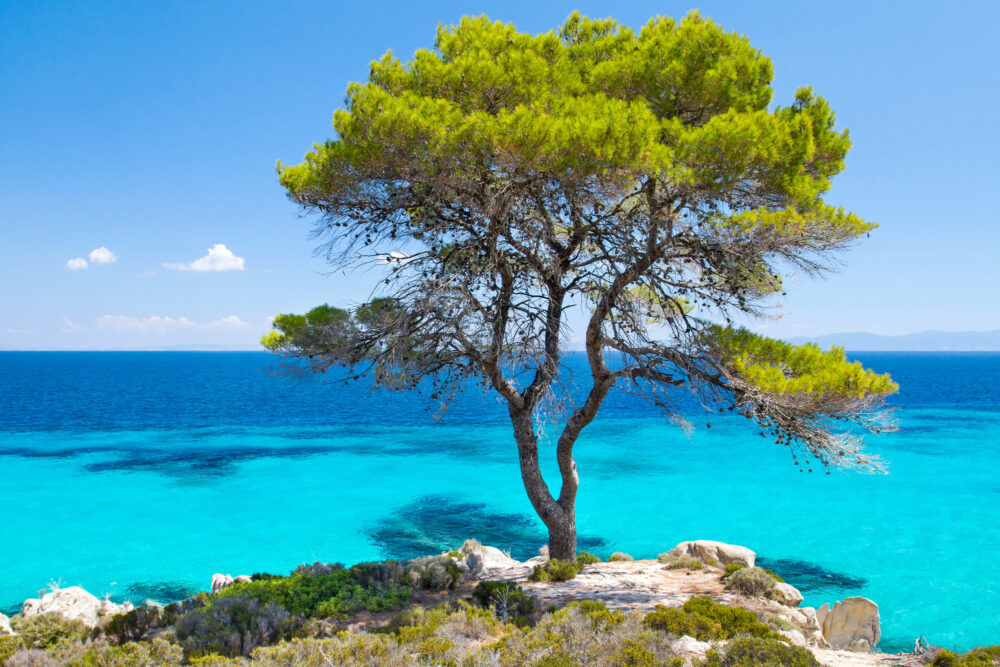 Griechenland Chalkidiki Pinie am Meer