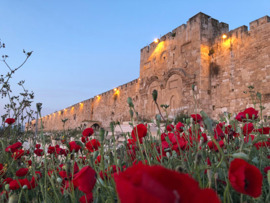 Israel Jerusalem Blumen