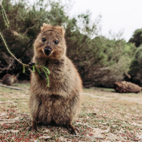 Australien Rottnest Island Quokka