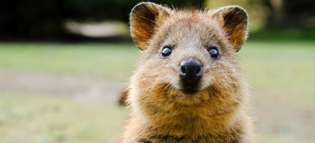 Urlaubs-Insel wird zur Quarantäne-Insel: 800 Menschen isoliert mit den süßesten Tieren Australiens