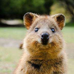 Urlaubs-Insel wird zur Quarantäne-Insel: 800 Menschen isoliert mit den süßesten Tieren Australiens