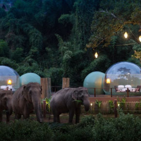 Once-in-a-lifetime: Schlaft in Thailand in atemberaubender Jungle Bubble neben Elefanten