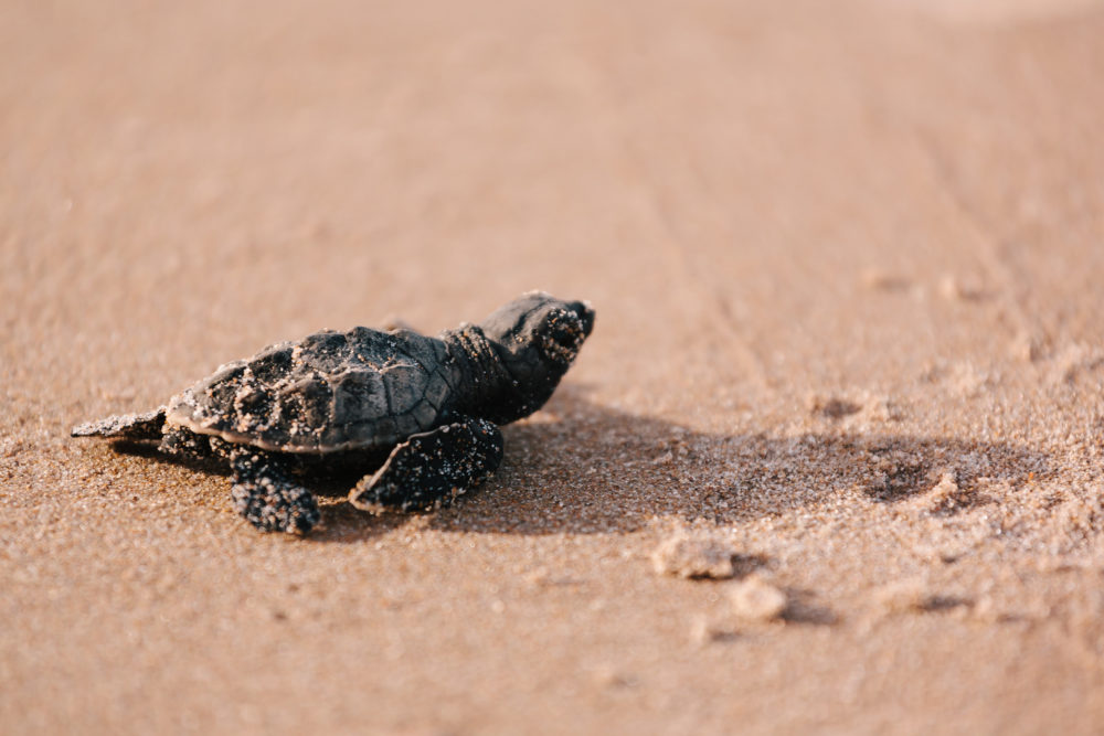 Baby Schildkröte Strand