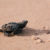 Baby Schildkröte Strand