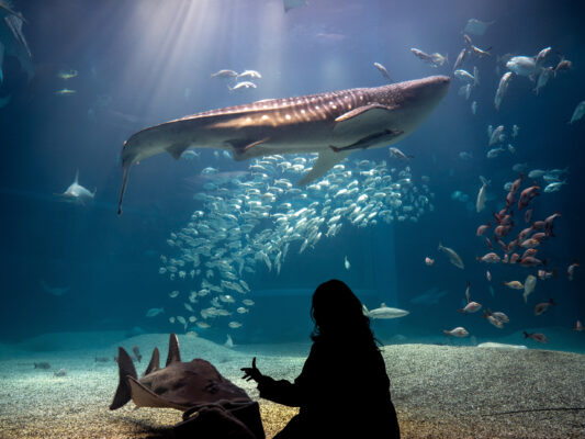 Japan Osaka Aquarium Kaiyukan