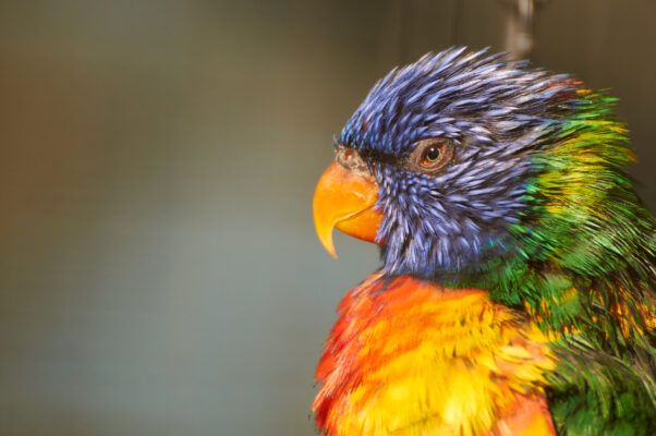 Deutschland Bochum Tierpark Vogel