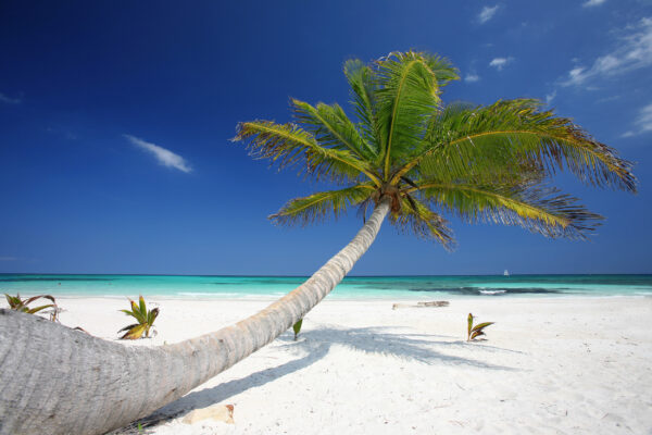 mexiko cancun palme am strand